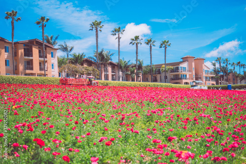 Beautiful flower sea in Carlsbad, USA