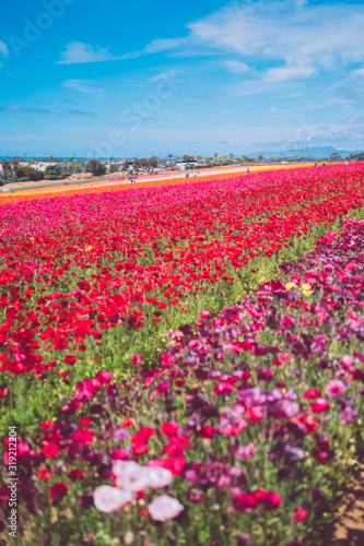 Wallpaper Mural Beautiful flower sea in Carlsbad, USA Torontodigital.ca