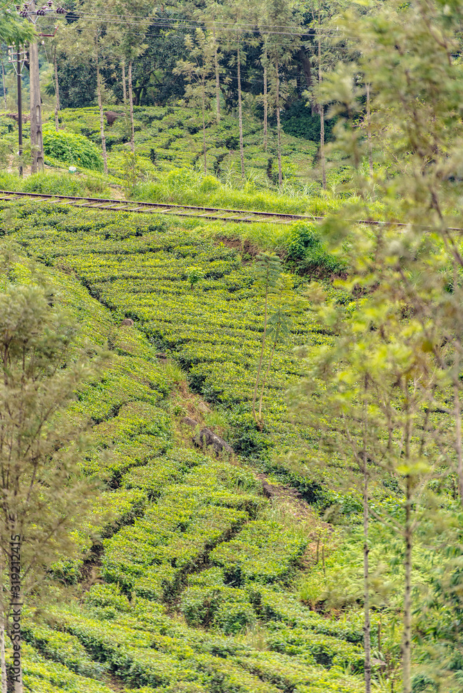 Tea Factory in tea plantation near Haputale. Sri Lanka.