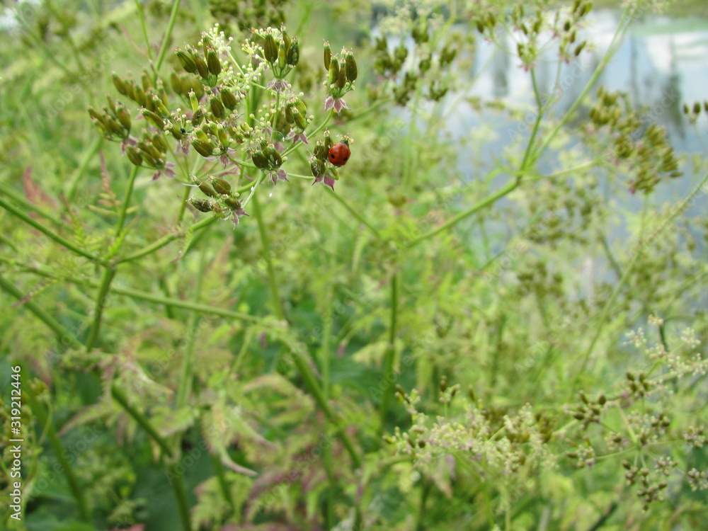 ladybird on grass ladybird on grass