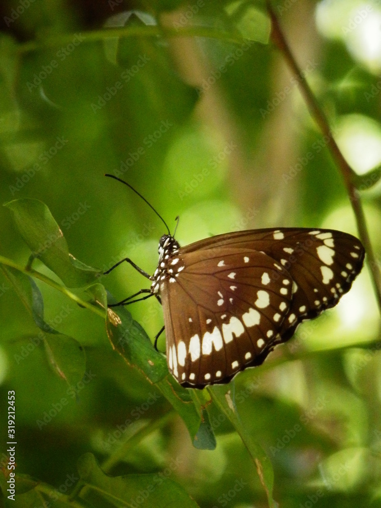 Obraz premium Papillon noir et blanc macro