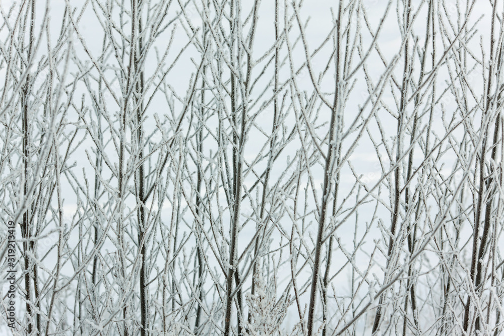 The branches in the snow in winter landscape The branches in the snow in winter landscape