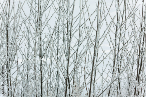 The branches in the snow in winter landscape
