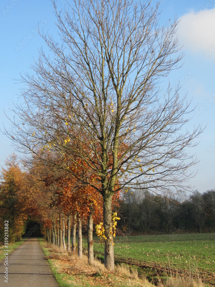 Obraz premium tree in the park