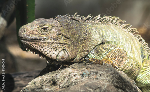 Green iguana or Common iguana 
