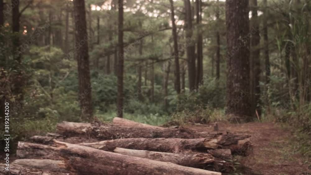 Curly guy in the forrest leaving Curly guy in the forrest leaving