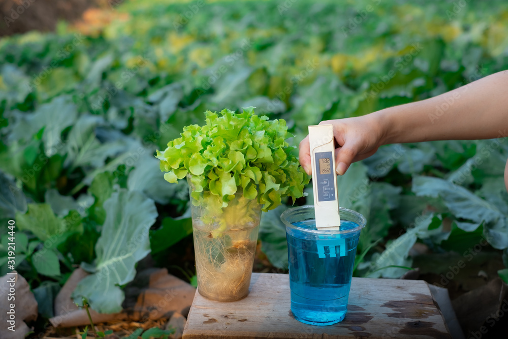 Measure liquid fertilizer in a cup with digital EC TDS meter at Lettuce plants background