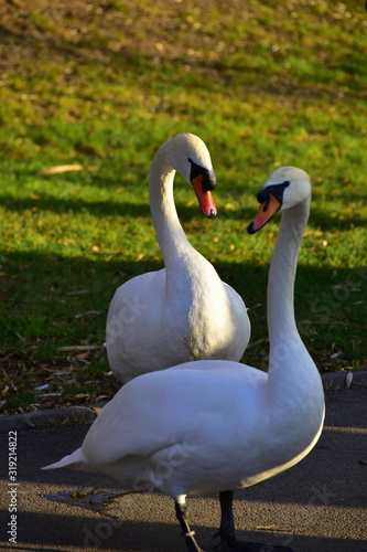 swans walking in the park
