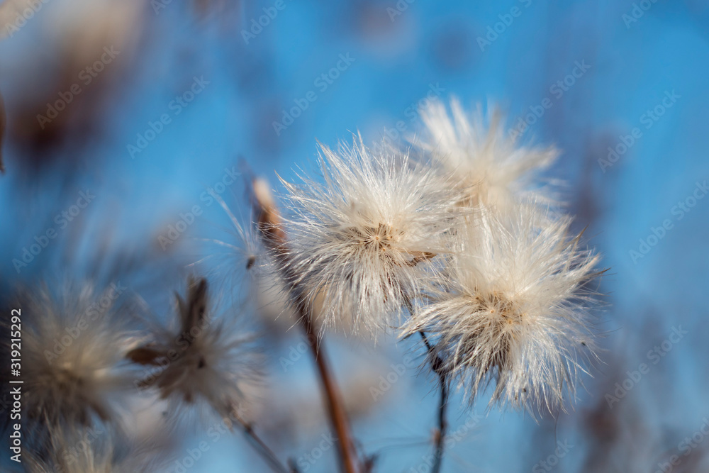 dried dandelions against the sky