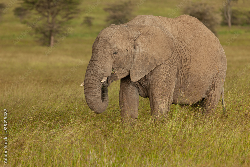 an elephant on the savannah