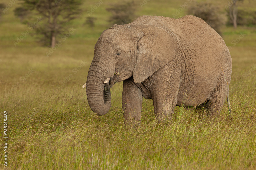 an elephant on the savannah an elephant on the savannah