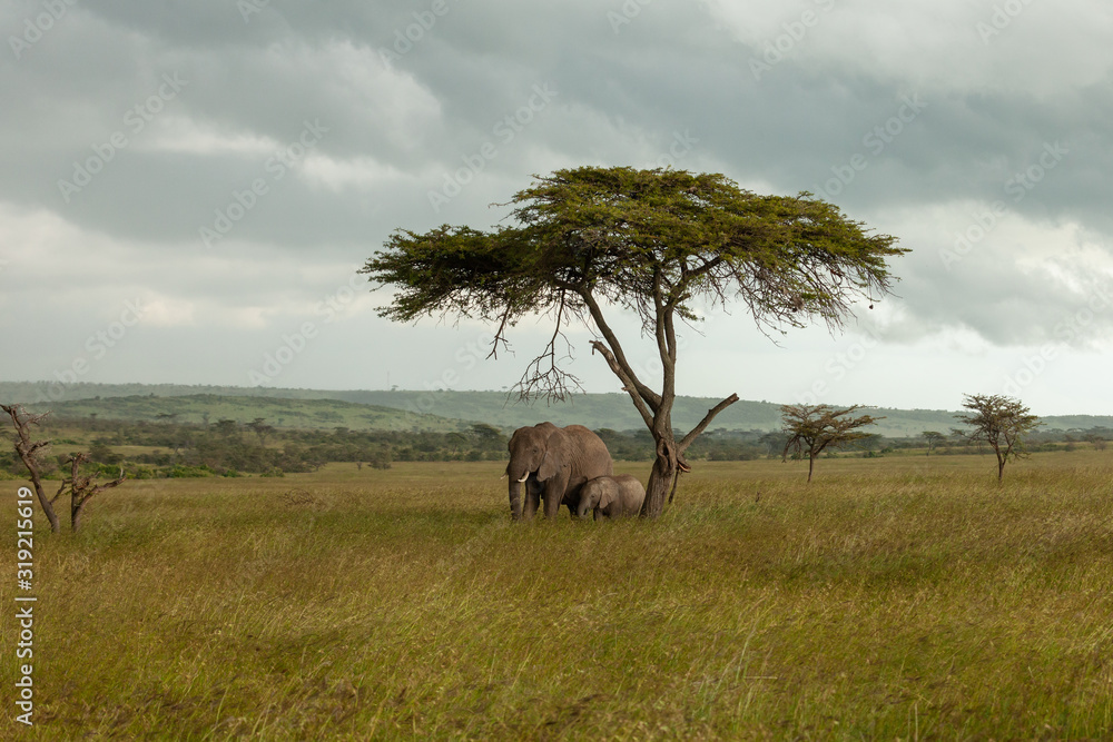 Fototapeta premium family of elephants on the savannah