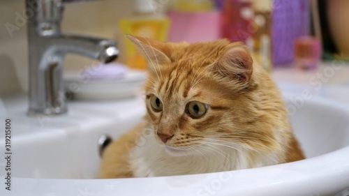 Portrait of a domestic cat. Cat is sitting in the sink