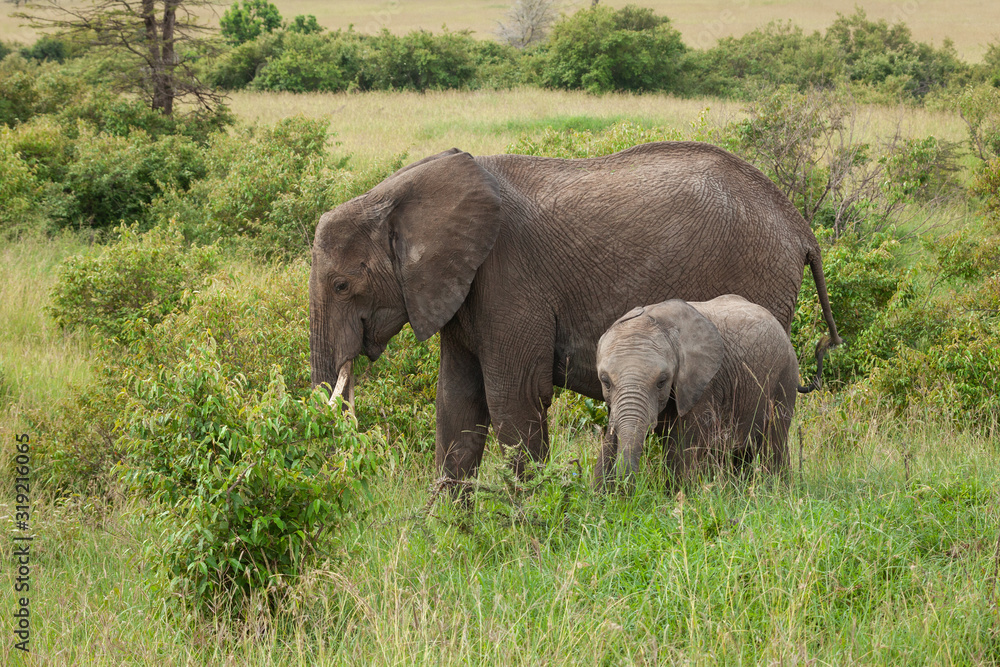 family of elephants on the savannah