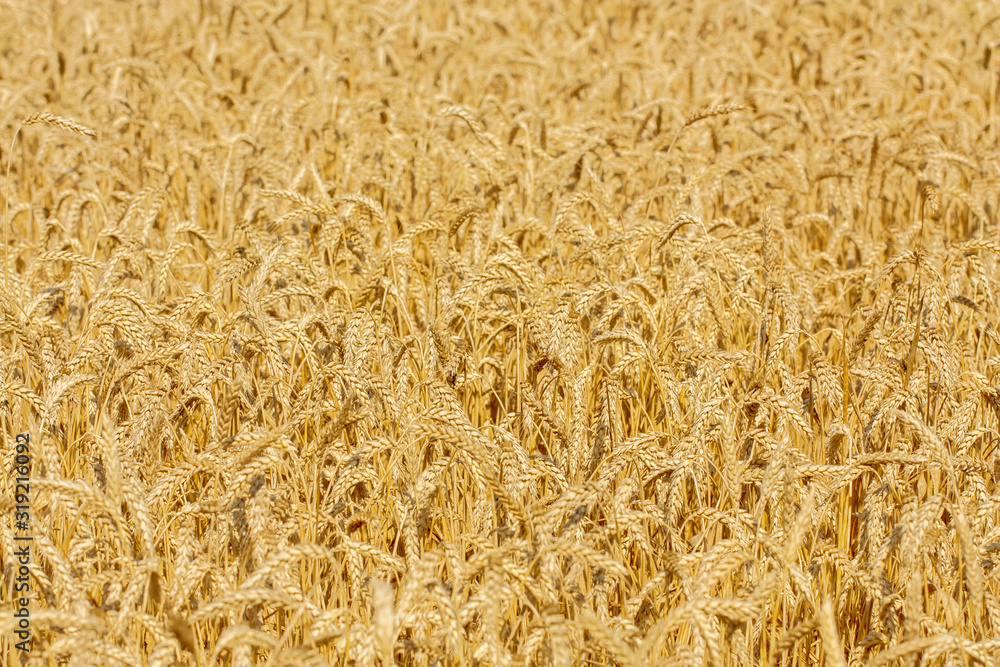 Golden wheat field texture, Rich harvest, Background of ripening ears of wheat, Ripe cereal crop Golden wheat field texture, Rich harvest, Background of ripening ears of wheat, Ripe cereal crop