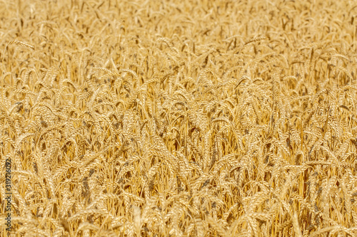 Golden wheat field texture  Rich harvest  Background of ripening ears of wheat  Ripe cereal crop