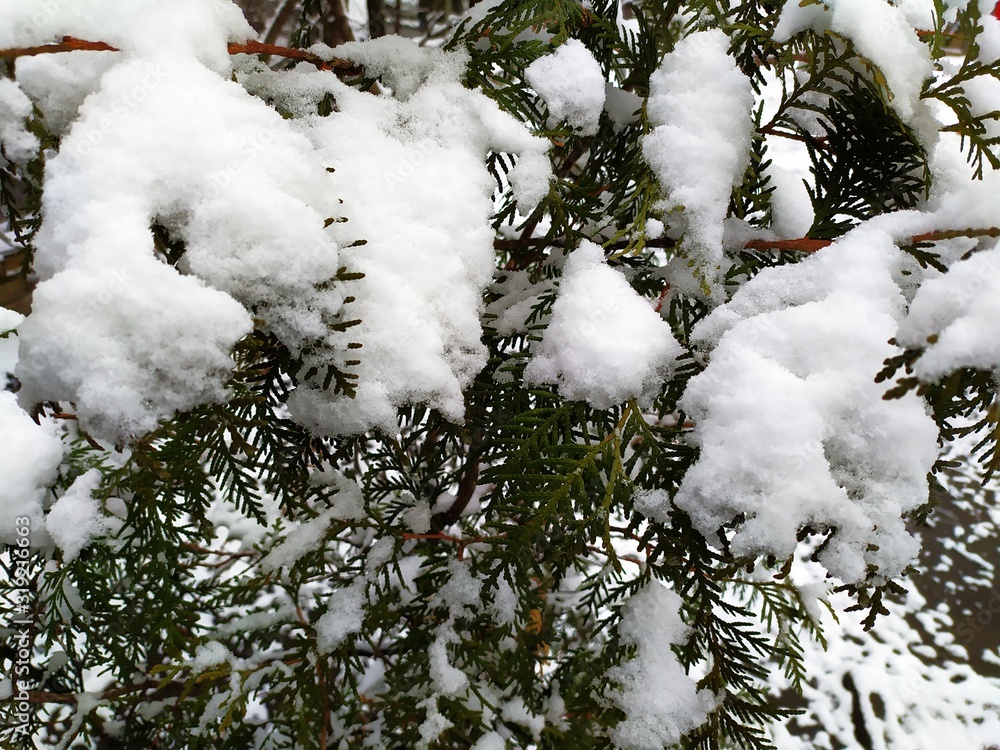 Tree branches under snow, winter in the city Tree branches under snow, winter in the city