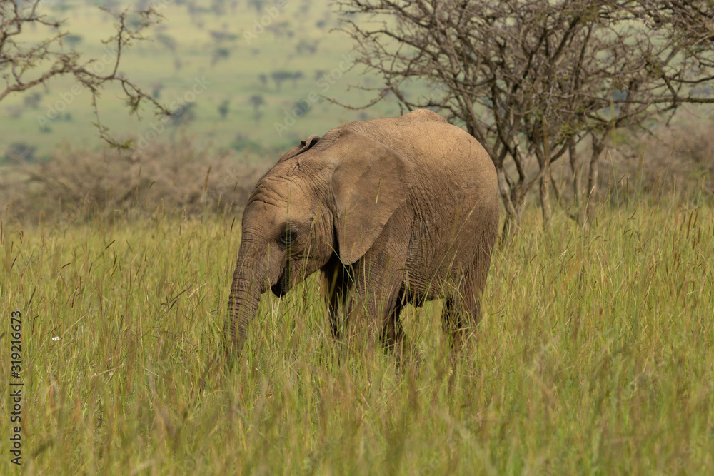 Fototapeta premium baby elephant on the savanah