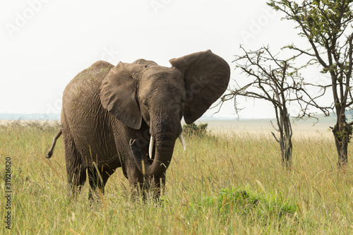 an elephant on the savannah