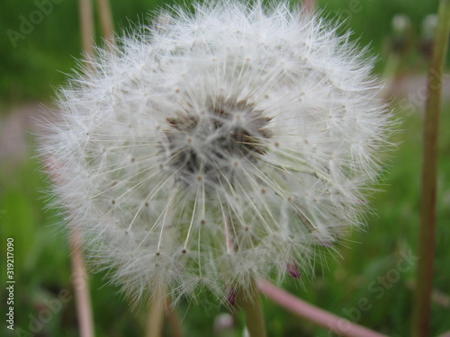 dandelion on green background