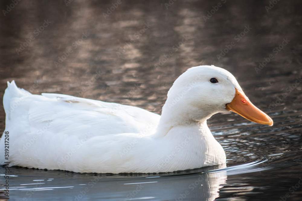 white duck swims in a pond, close-up white duck swims in a pond, close-up