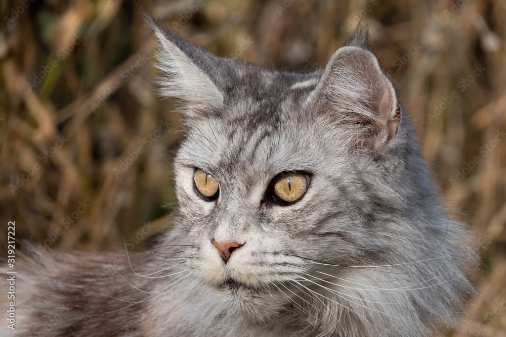 Maine Coon Katze Portrait seitlich