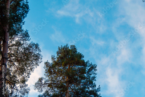 Sky vault with clouds between pine trees.