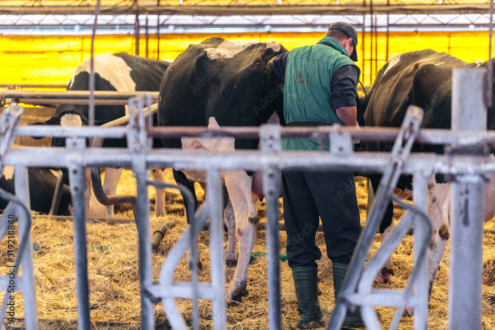 Livestock veterinarian at help of a compact device performs rectal