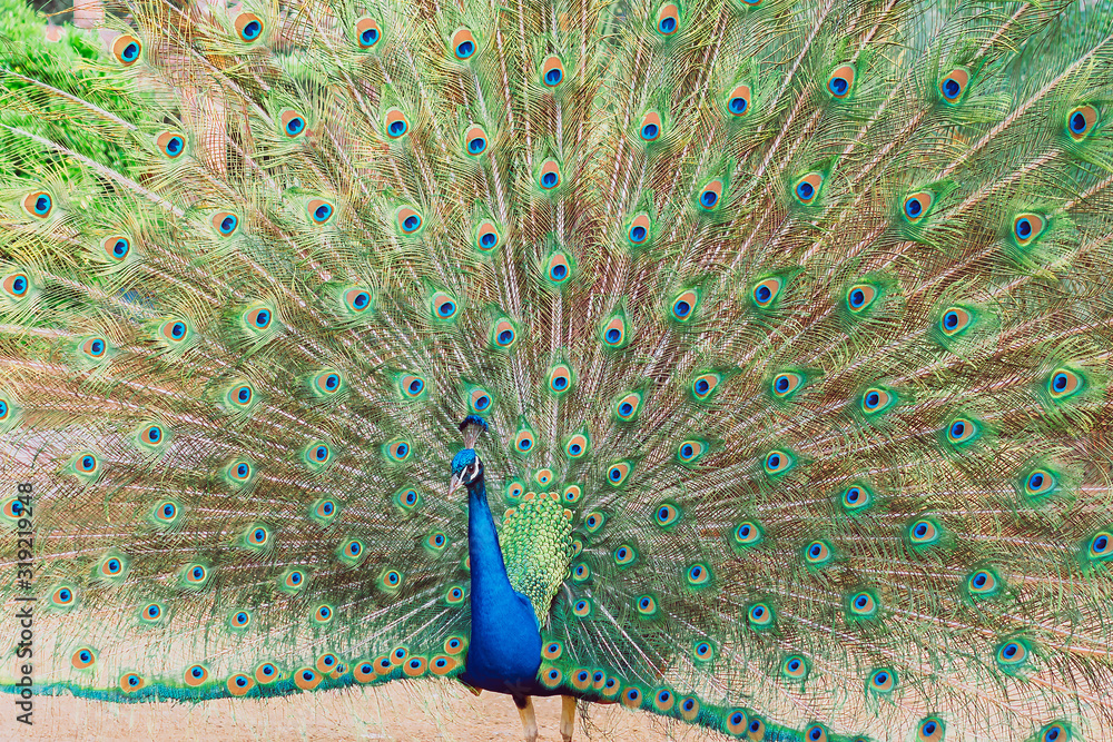 Obraz premium Peacock flaunting its tail, beautiful as a picture