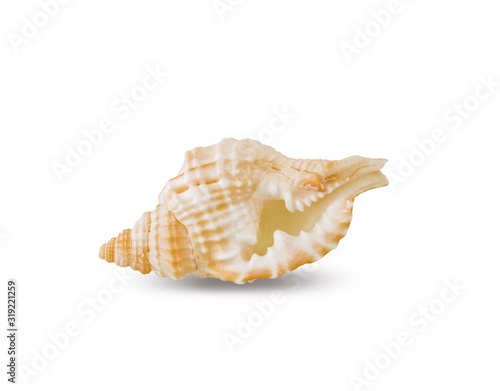 Shell isolated on white background with clipping path