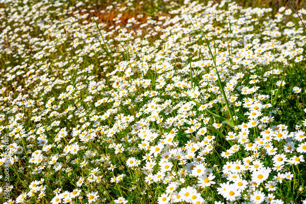Fototapeta premium White daisies on a sunny day in springtime