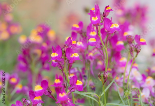 Close-up of pink linaria flowers with blurred background