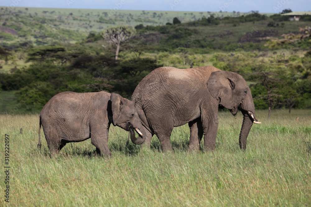 Fototapeta premium family of elephants on the savannah
