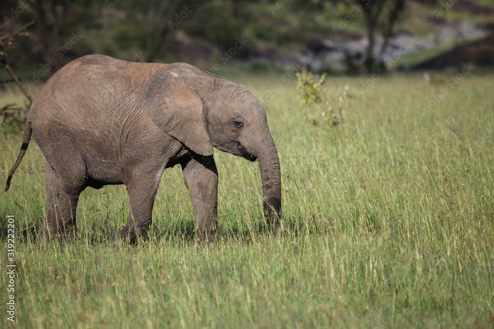 baby elephant on the savanah