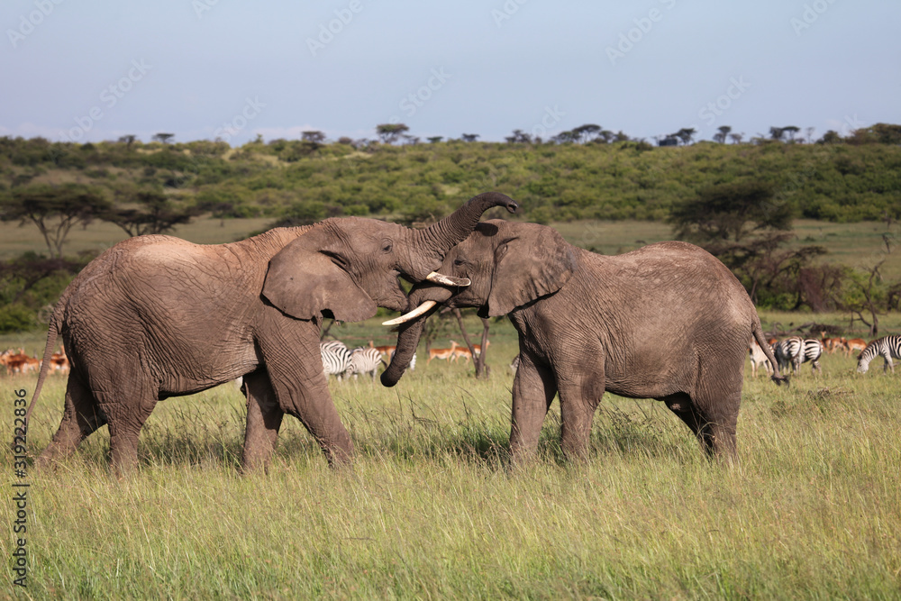 Fototapeta premium two elephants playing on the savanah