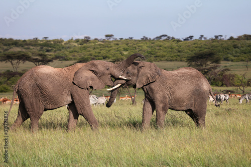 two elephants playing on the savanah