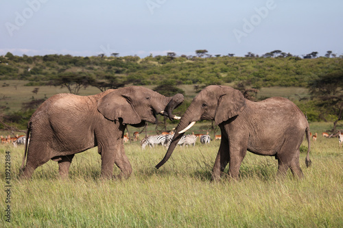 two elephants playing on the savanah © lindacaldwell
