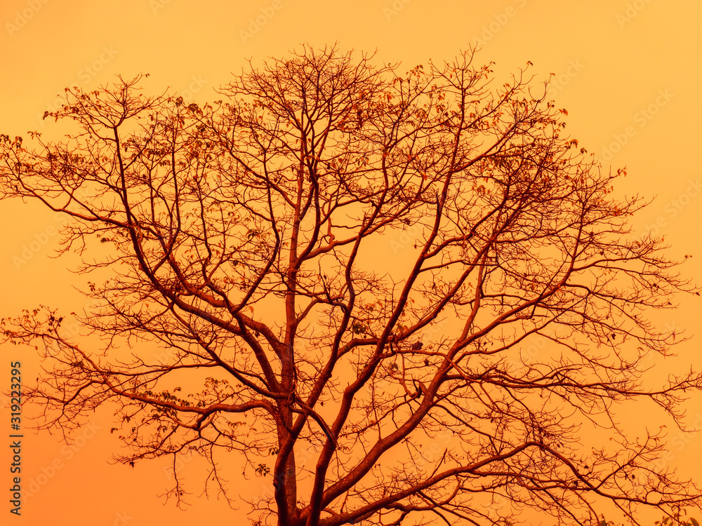 Abstract background of tree branch with orange sky.