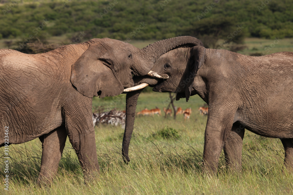 Fototapeta premium two elephants playing on the savanah