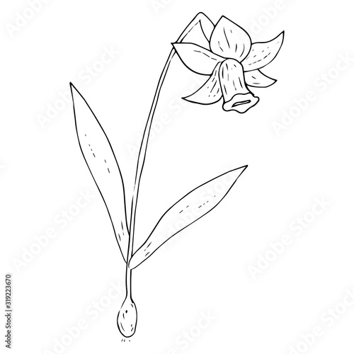 Daffodil flower icon. Vector illustration of spring daffodil. Hand drawn daffodil spring flower.
