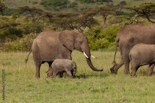 family of elephants on the savannah