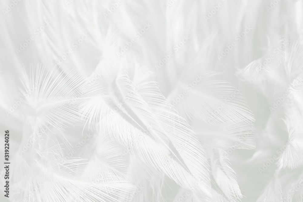Beautiful white feather wool pattern texture background Beautiful white feather wool pattern texture background