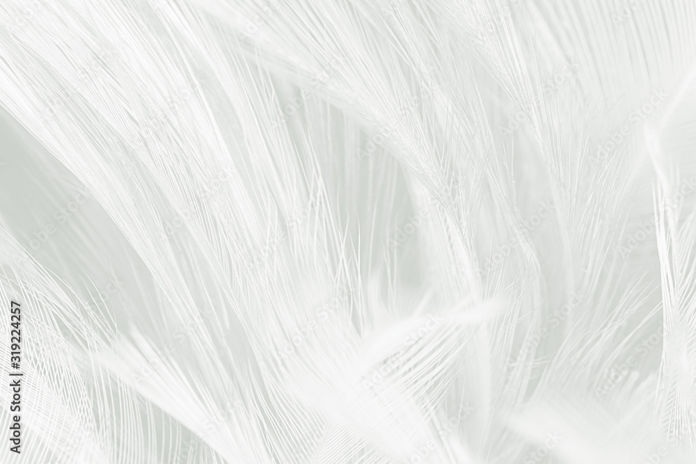 Beautiful white feather wool pattern texture background Beautiful white feather wool pattern texture background