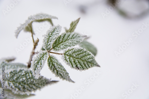 tree branch and ice leaves