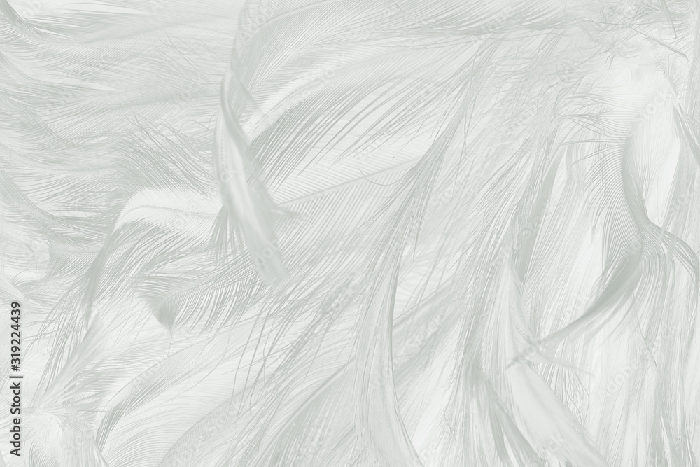 Beautiful white feather wool pattern texture background Beautiful white feather wool pattern texture background
