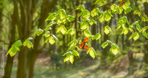 Tableau sur toile European beech, Fagus sylvatica, with fresh green leaves and some withered fall