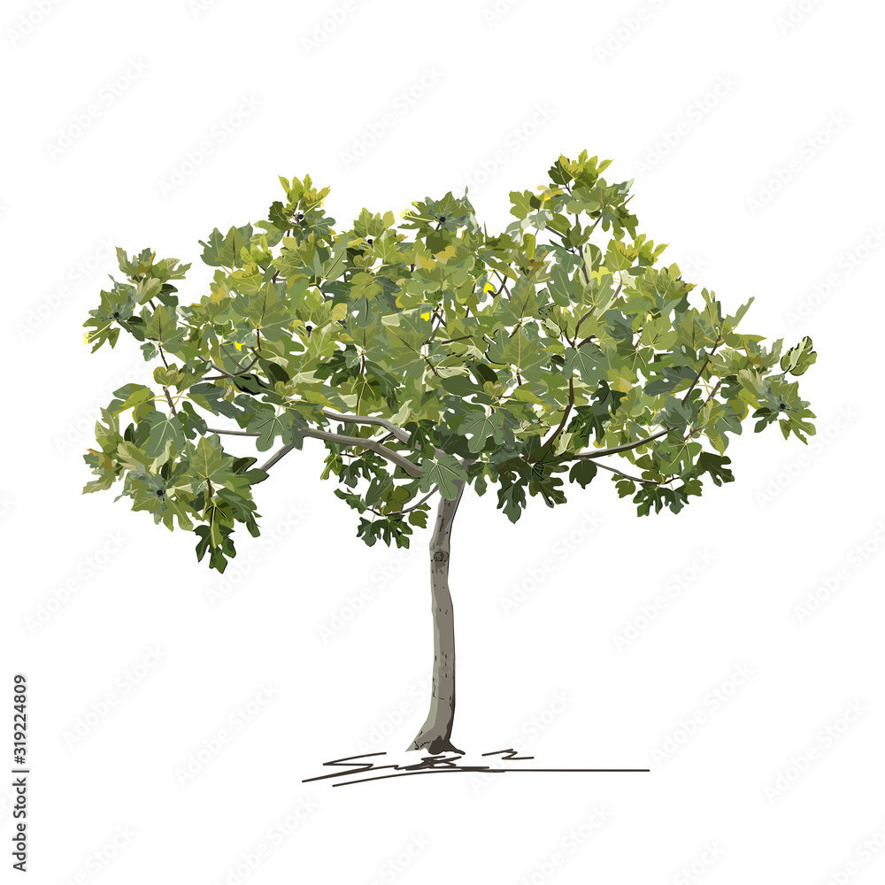 Young fig tree (Ficus carica L.) in summer (spring)