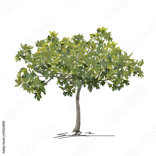 Young fig tree (Ficus carica L.) in summer (spring)