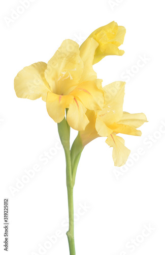 Fototapeta Naklejka Na Ścianę i Meble -  Yellow Gladiolus flower