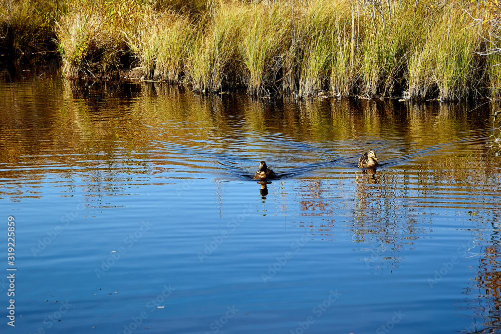 Two mallard ducks on lake